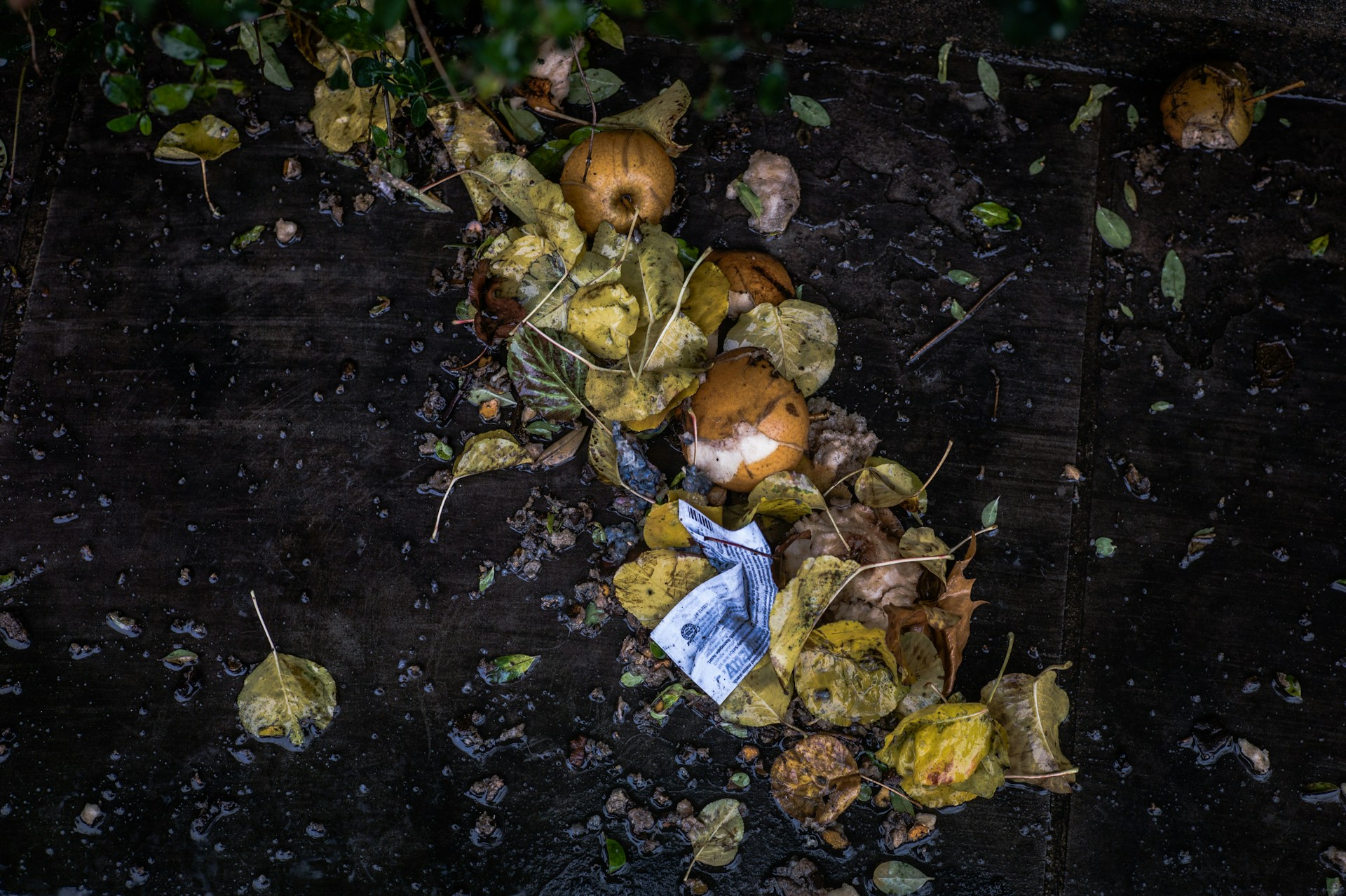 Bokashi: Vom Küchenrest zum Wachstumsschub